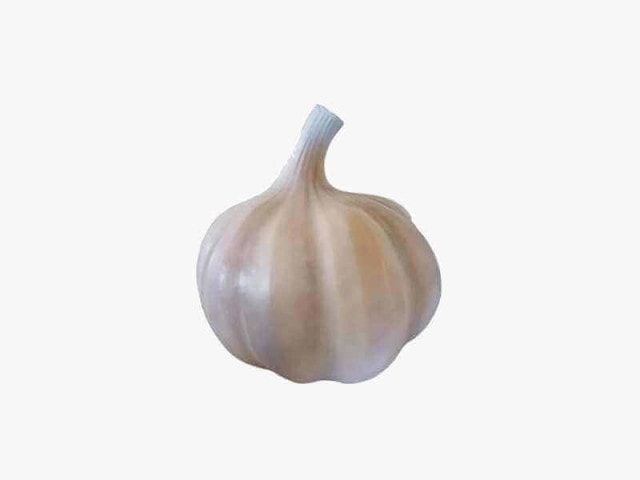 Giant decorative garlic