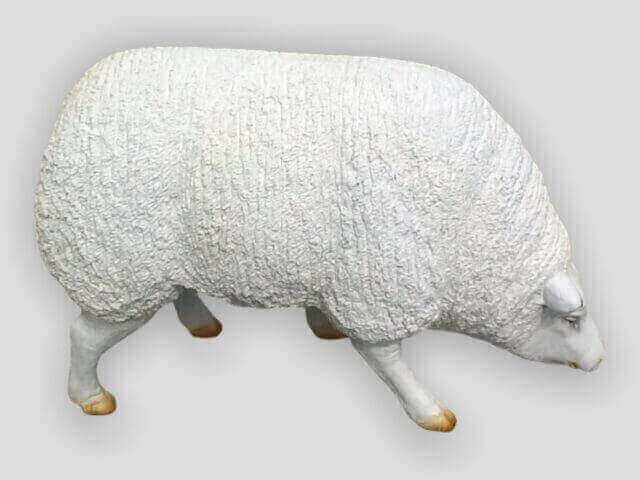 Dickes pummeliges grasende Schaf