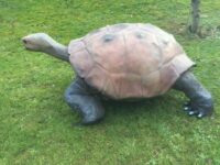 Riesige Schildkröte als Deko für den Garten