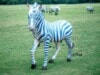 Lebensgroßes Deko Zebra blau weist